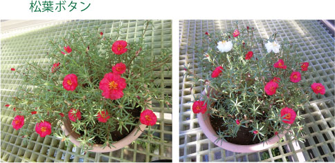 松葉ぼたん