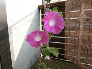 あさがおピンク