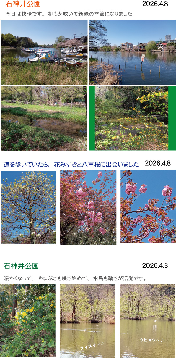 石神井公園・花